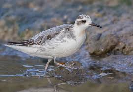 Attēlu rezultāti vaicājumam “Phalaropus fulicarius adult”
