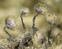 Attēlu rezultāti vaicājumam “Cribraria macrocarpa”