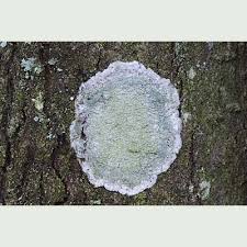 Attēlu rezultāti vaicājumam “Phlyctis agelaea”