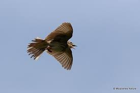 Attēlu rezultāti vaicājumam “Anthus trivialis”
