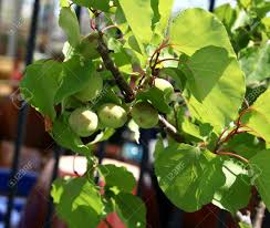 Attēlu rezultāti vaicājumam “Prunus armeniaca leaf”