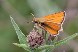Attēlu rezultāti vaicājumam “Thymelicus lineola male”
