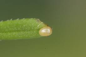 Attēlu rezultāti vaicājumam “Catarhoe rubidata”