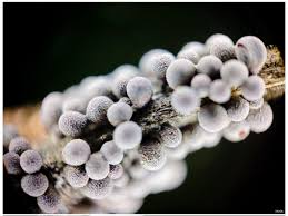 Attēlu rezultāti vaicājumam “Physarum cinereum macro”