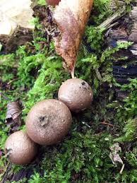 Attēlu rezultāti vaicājumam “Badhamia capsulifera var. arborea spores”