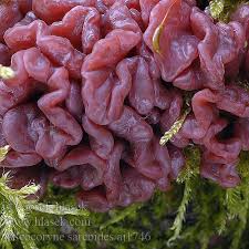 Attēlu rezultāti vaicājumam “Ascocoryne sarcoides”