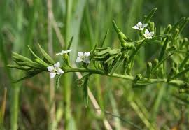 Attēlu rezultāti vaicājumam “Thesium alpinum leaf”