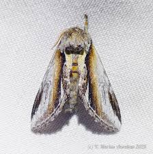 Attēlu rezultāti vaicājumam “Pheosia gnoma”