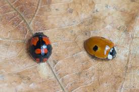 Attēlu rezultāti vaicājumam “Adalia bipunctata imago”