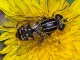 Attēlu rezultāti vaicājumam “Helophilus sp.”