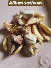 Attēlu rezultāti vaicājumam “Allium sativum fruit”