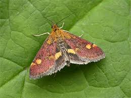 Attēlu rezultāti vaicājumam “Pyrausta aurata”