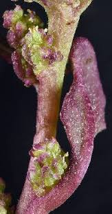 Attēlu rezultāti vaicājumam “Chenopodium rubrum leaf”