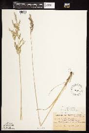 Attēlu rezultāti vaicājumam “Poa angustifolia”