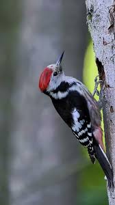 Attēlu rezultāti vaicājumam “Dendrocopos medius”