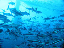 Image result for Rachycentron canadum