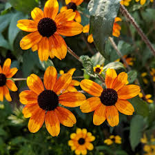Image result for Rudbeckia Paradisio