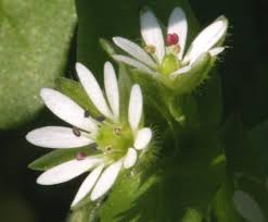 Attēlu rezultāti vaicājumam “Stellaria crassifolia”