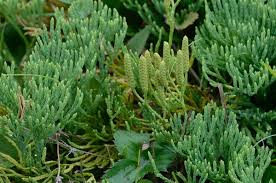 Attēlu rezultāti vaicājumam “Diphasiastrum tristachyum”