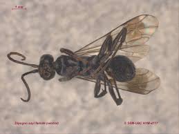 Attēlu rezultāti vaicājumam “Dipogon sp.”