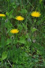Attēlu rezultāti vaicājumam “Leontodon hispidus”