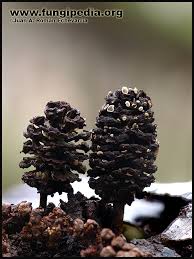 Attēlu rezultāti vaicājumam “Mollisia amenticola”