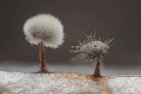 Attēlu rezultāti vaicājumam “Physarum leucophaeum stalked”