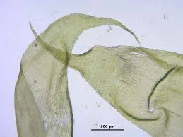 Attēlu rezultāti vaicājumam “Sciuro-hypnum reflexum”