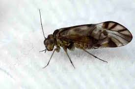 Attēlu rezultāti vaicājumam “Metylophorus nebulosus”