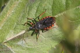 Attēlu rezultāti vaicājumam “Rhynocoris annulatus imago”