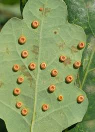 Attēlu rezultāti vaicājumam “Neuroterus albipes”