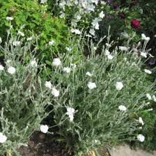 Image result for Lychnis coronaria alba