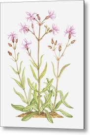 Attēlu rezultāti vaicājumam “Lychnis flos-cuculi flower”