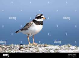 Attēlu rezultāti vaicājumam “Charadrius hiaticula”
