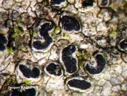 Attēlu rezultāti vaicājumam “Opegrapha rufescens”