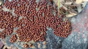 Attēlu rezultāti vaicājumam “Colloderma oculatum sessile”