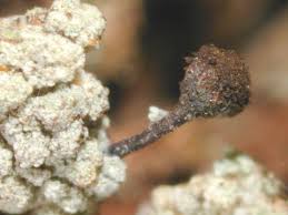 Attēlu rezultāti vaicājumam “Chaenotheca furfuracea”