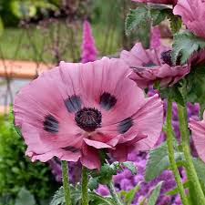 Attēlu rezultāti vaicājumam “Papaver”