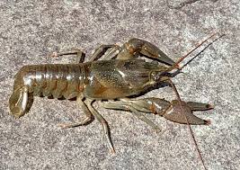 Attēlu rezultāti vaicājumam “Criocephalus rusticus”