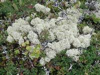 Attēlu rezultāti vaicājumam “Cladonia stellaris”