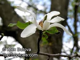 Attēlu rezultāti vaicājumam “Magnolia kobus flower”