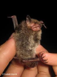 Attēlu rezultāti vaicājumam “Myotis daubentonii”
