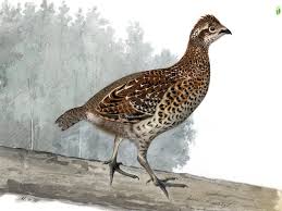 Attēlu rezultāti vaicājumam “Bonasa bonasia eggs”