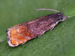 Attēlu rezultāti vaicājumam “Pammene rhediella”