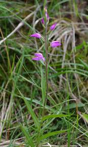 Attēlu rezultāti vaicājumam “Cephalanthera rubra leaf”