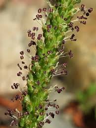 Attēlu rezultāti vaicājumam “Plantago major flower”