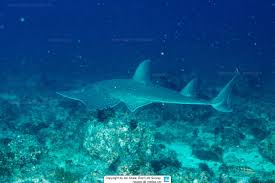 Image result for Rhynchobatus australiae