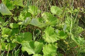 Attēlu rezultāti vaicājumam “Petasites spurius”