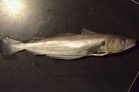 Image result for Merlangius merlangus