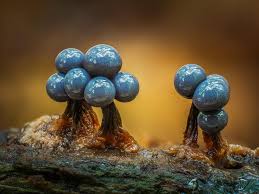 Attēlu rezultāti vaicājumam “Cribraria piriformis macro”